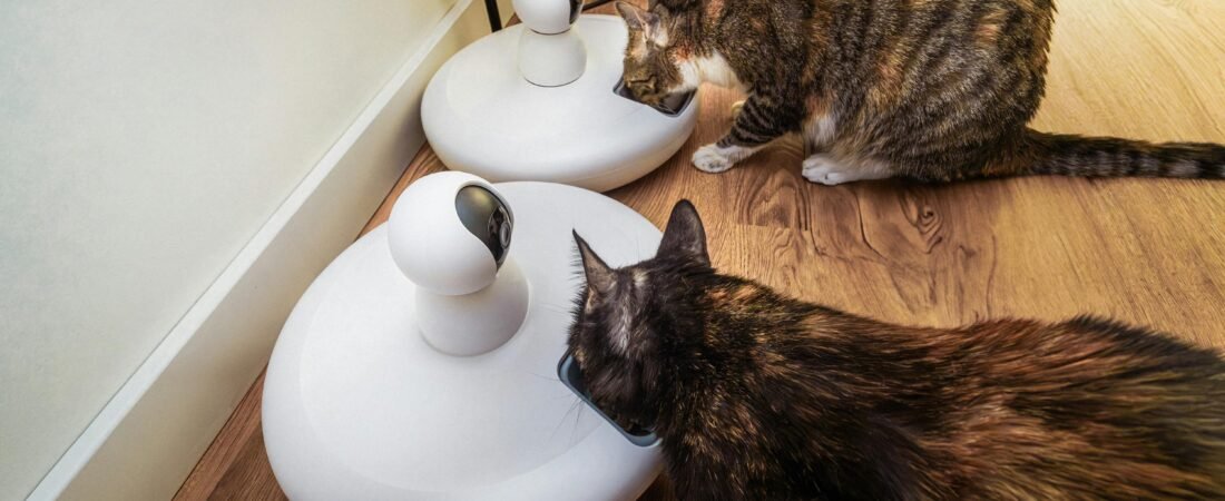 Top 5 Smart Pet Feeders with App Control & Camera (2025 Edition)